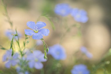 Mavi keten çiçeği (Linum perenne). Kopyalama alanı.
