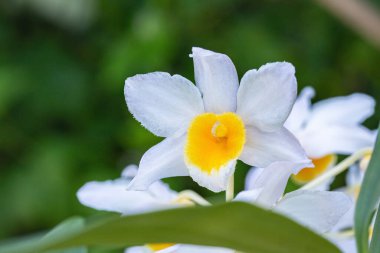 Dendrobium Griffithianum x Farmeri 'nin çiçeğine yakın çekim.