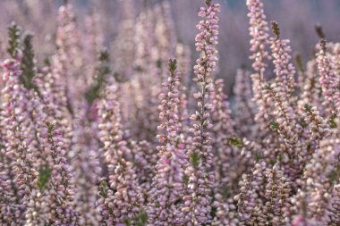 Pembe bir kenevir bitkisinin yakın çekimi (Genus Erica).