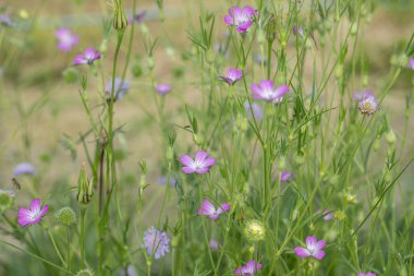Mısır midyesi grubu (Agrostemma githago).