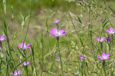 Corn-cockles (Agrostemma githago) blooming in a meadow. clipart