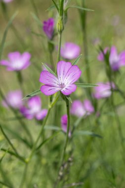 (Agrostemma githago) Bir mısır midyesi çiçeğine yakın çekim).