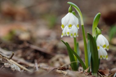Doğal orman zemininde büyüyen bahar kar taneleri (leucojum vernum) grubu.