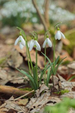 Küçük bir kar damlası grubu (Galanthus nivalis). Metnin için boşluk.