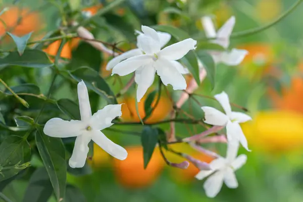 stock image White blossoms of common jasmine (Jasminum officinale). 