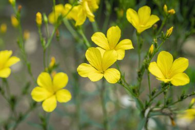 Altın keten çiçeği (Linum flavum).