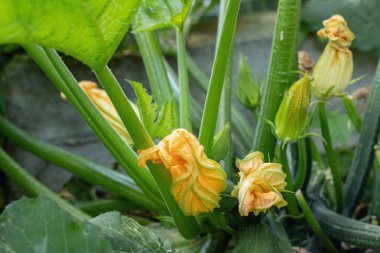 Kabak bitkisinin sarı çiçekleri. Yenilebilir çiçek ve sebze.