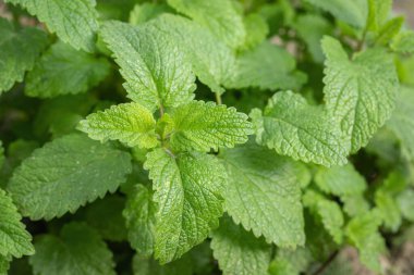 Taze yeşil limon merhemi. (Melissa officinalis).