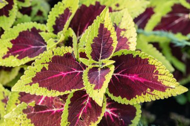 Boyalı bir ısırgan otunun renkli sazlık yeşili yaprağı (Coleus scutellarioides).