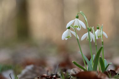 Küçük bir kar damlası grubu (Galanthus nivalis). Metnin için boşluk.