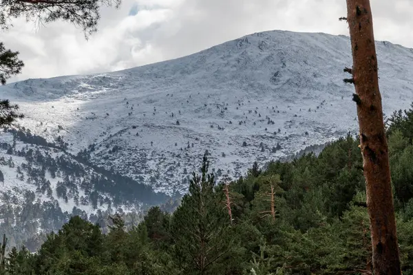 Arka planda karlı dağ olan doğal bir manzara, ön plandaki ağaçların arasından görülebilir. Dağlık arazi şekilleri resimli bir dağ manzarası yaratır.