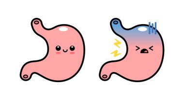 Şirin Mide Organı Çizimleri