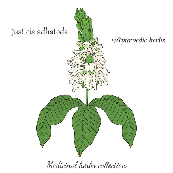 Gyógynövények Gyűjteménye Vektor Grafikus Illusztráció Ayurvédikus Justicia Adhatoda Növény — Stock Vector
