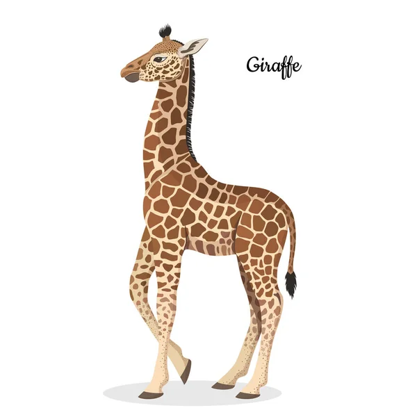 Afrika Hayvan Koleksiyonu Afrikalı Bebek Zürafa Ile Vektör Grafik Çizimi — Stok Vektör