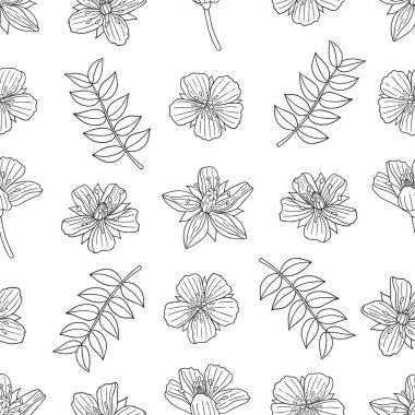 Medicinal herbs collection. Vector botanical seamless pattern of a plant Tribulus Terrestris on a white backround