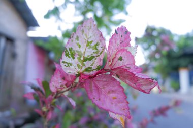 Çiçek kompozisyonu. Çeşitli kırmızı çiçeklerden yapılmış çerçeve