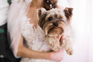 Güzel lüks gelin komik pofuduk köpekle oynuyor.