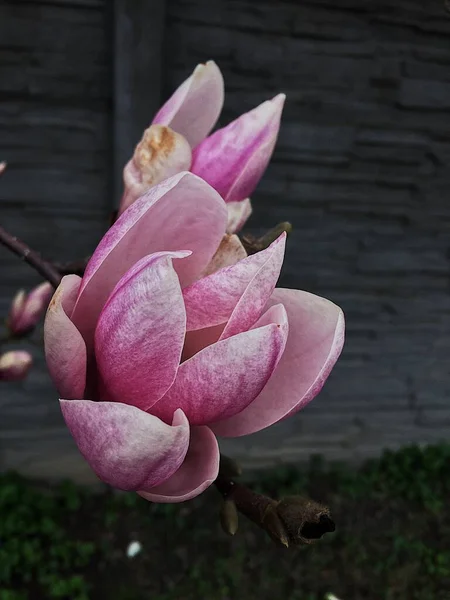 Magnolia Bloemen Tuin — Stockfoto