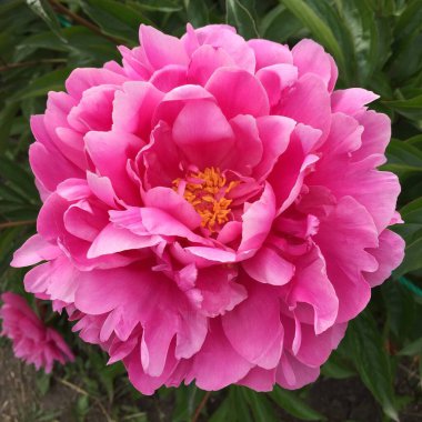 Bahçedeki güzel çiçekler.