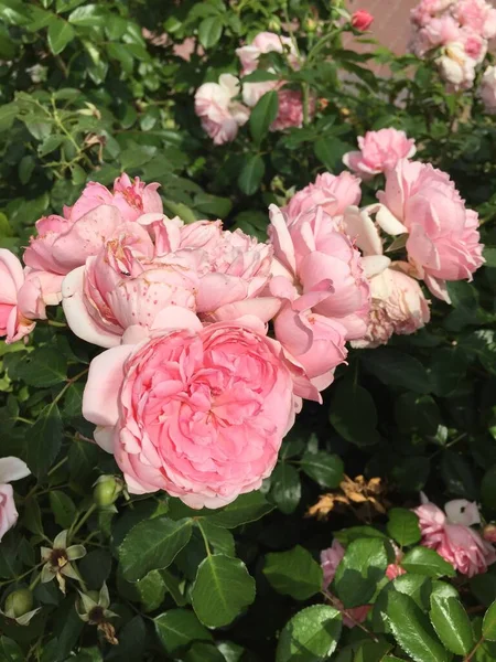 Vacker Rosa Pion Trädgården — Stockfoto