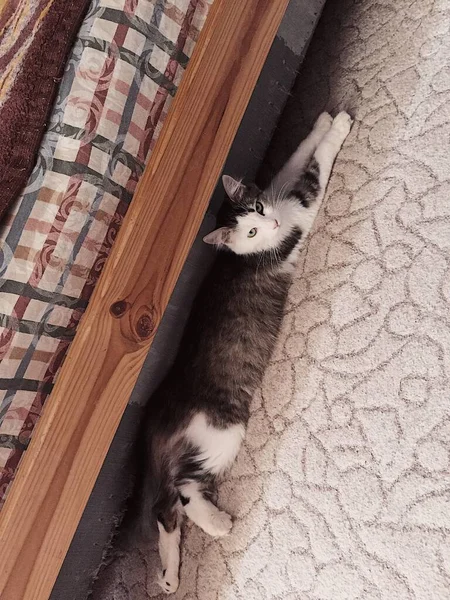 Katze Auf Dem Boden Liegend — Stockfoto