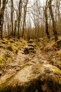 Hikers go up a path of rocks and mosses in the forest.