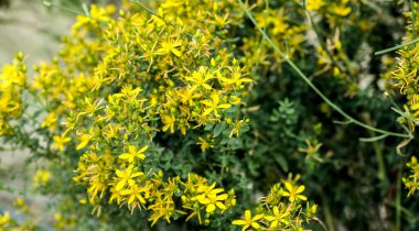 St. John otları tarlada. Hypericum perforatum. St. Johns Vort 'ta. Küçük Kalp.