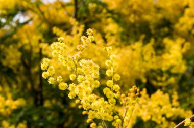 Mimoza ağacının sarı çiçekli arka planı. Acacia dealbata. Mimosa.