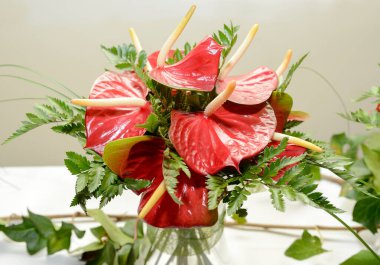 Yakından görülen kırmızı anthurium bitkileri. Lirio Flamingo. Anthurium. Araceae. Andorieae. Anthurium scherzerianum. Bitkilerle süslenmiş bir süs..