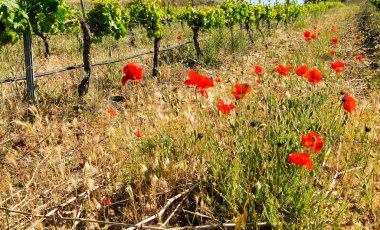 Üzüm bağında kırmızı gelincikler. Papaver rhoeas.