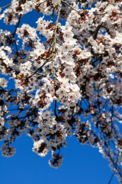Güneşli bir günde, masmavi gökyüzü arkaplanı ile Sakura 'da badem çiçekleri açar. Enfes. Arap Badem Ağacı.