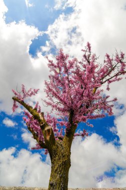 Küçük pembe çiçekli, çiçek açan bir ağacın tacı. Aşk ağacı, Cercis silikastrum..