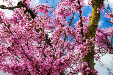 Küçük pembe çiçekli bir arka plan. Sakura 'da çiçek açan bir ağaç manzarası. Aşk ağacı, Cercis silikastrum..