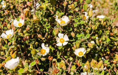 Cistus albidus L, White rockrose, White steppe. Albino numunesi. İspanya 'nın kırsalında çiçekler. İlkbaharda fabrikanın manzarasını kapat..