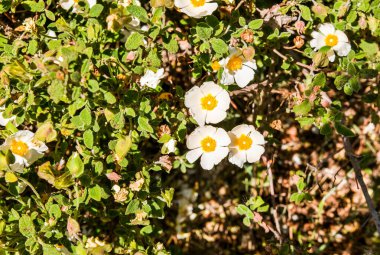 Tarlada yabani gül çiçekleri.