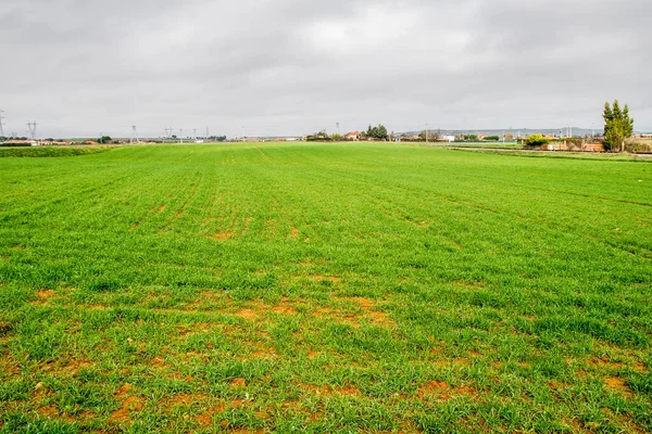 Baharda yeşil tarlaların üzerinde bulutlu bir gökyüzü. Bulutlu gökyüzü ve tarım arazisiyle manzara.