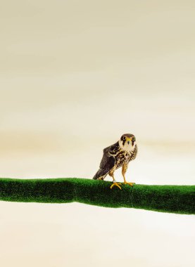 Small hawk perched on a green branch. Falco subbuteo. clipart