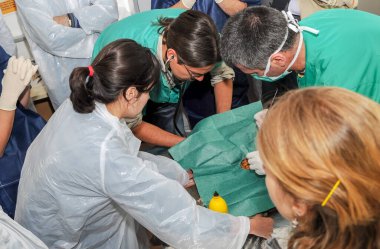 ZAMORA, İspanya - 24 Nisan 2010: Hemşire ve veteriner kuş iyileştirme merkezinde pratik bir nekrooloji kursunda bir hayvana ameliyat yapıyorlar.