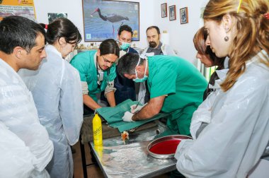 ZAMORA, İspanya - 24 Nisan 2010: Hemşire ve veteriner klinikte veteriner öğrencilerin önünde bir hayvana ameliyat yapıyorlar.