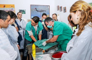ZAMORA, İspanya - 24 Nisan 2010 Klinikte veteriner tıp öğrencilerinin önünde bir hayvana ameliyat.