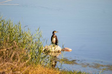 Eskikaraagac, Bursa - October 2022: A cormorant bird watching the surroundings on a stone by the lake