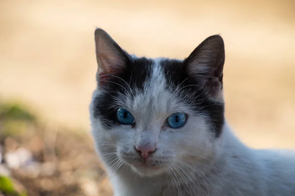 Retrato Gato Espiado Con Ojos Coloridos Mirando Directamente Cámara —  Fotos de Stock