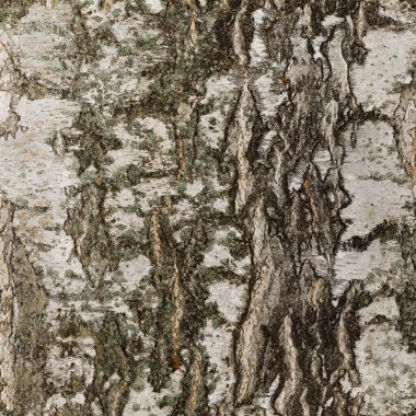 birch bark as a background, close-up, texture