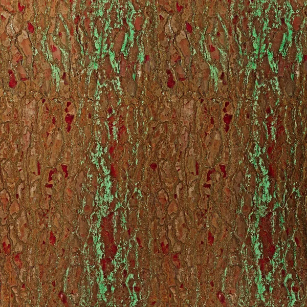 bark of tree with green moss and red spots as background texture