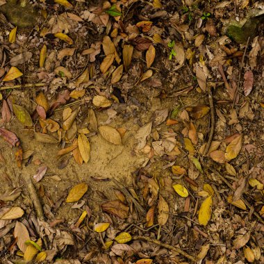 texture of autumn leaves in the forest, close up, selective focus.