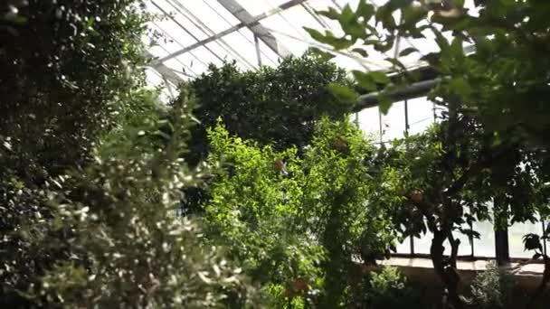 玻璃后面的温室里的果树和植物 — 图库视频影像