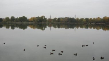  Şehirde büyük bir göl ve gölde ördekler.