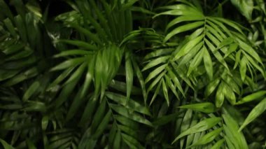 Restoranda yaprakları olan palmiye dalları duvarı