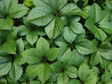 Bahçedeki taze yeşil yapraklardan oluşan bir arka plan