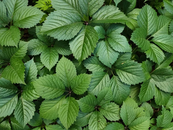 Bahçedeki taze yeşil yapraklardan oluşan bir arka plan